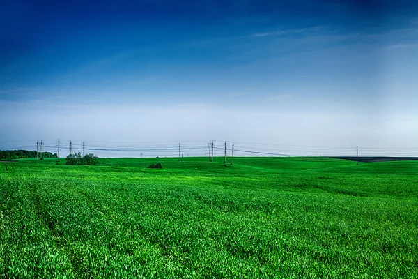 Grama verde sob céu azul — Fotografia de Stock