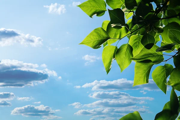 Gröna blad — Stockfoto