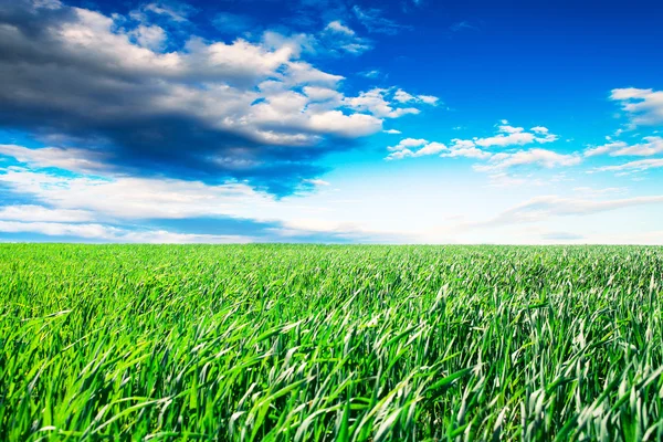 Grünes Gras unter blauem Himmel — Stockfoto