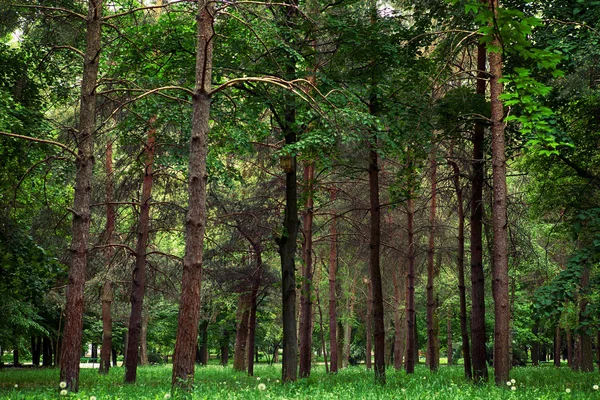 Natureza verde madeira fundos de luz solar — Fotografia de Stock