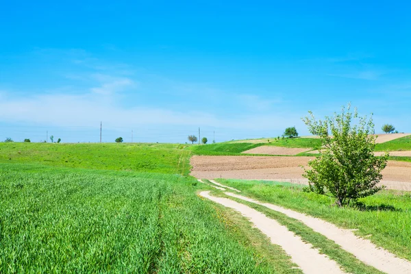 Beautiful spring field with the blue sky — Stock Photo, Image