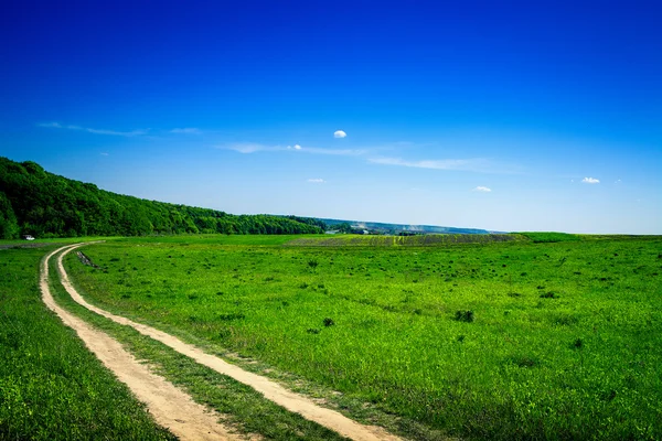 Hierba verde bajo el cielo azul —  Fotos de Stock