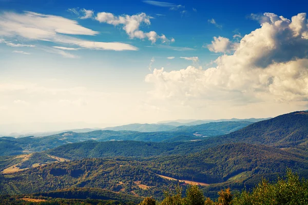 Çam ağacı orman — Stok fotoğraf