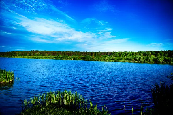 Beautiful green forest — Stock Photo, Image