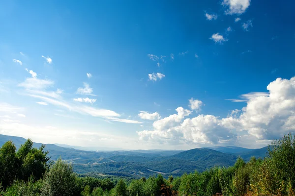 Kiefernwald — Stockfoto