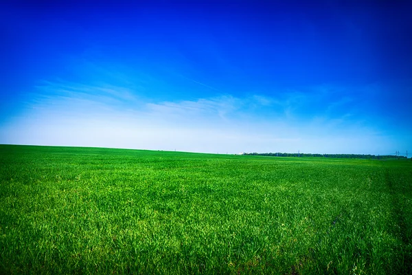 Hierba verde bajo el cielo azul — Foto de Stock