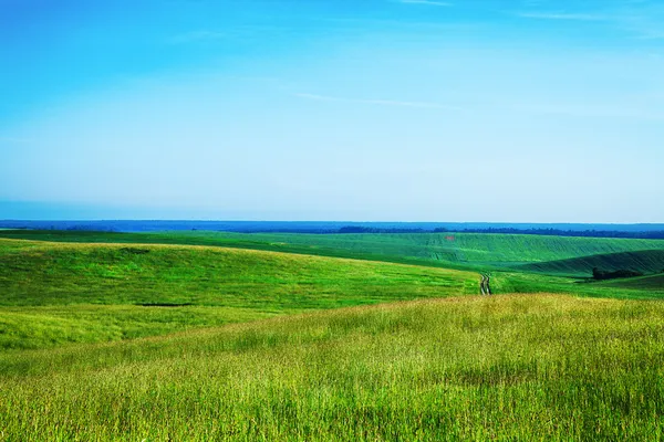 Πράσινο γρασίδι κάτω από μπλε ουρανό — Φωτογραφία Αρχείου