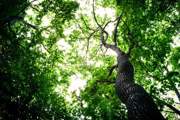 森の木々自然緑の木漏れ日背景 — ストック写真