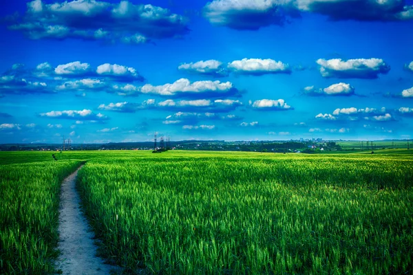 Schönes Frühlingsfeld mit blauem Himmel — Stockfoto