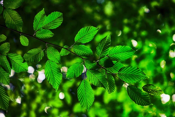 Grüne Blätter mit Sonne — Stockfoto