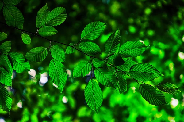 Hojas verdes con sol — Foto de Stock