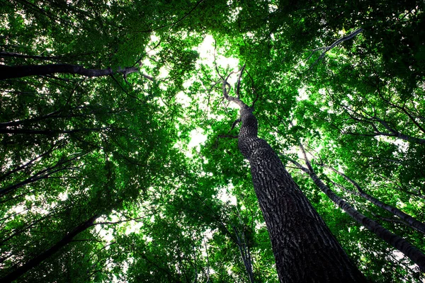Лісові дерева природа зелене дерево фони сонячного світла — стокове фото