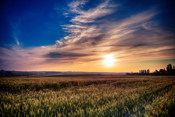 Schönes morgendliches grünes Feld mit blauem Himmel — Stockfoto