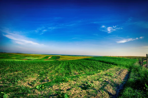 Grünes Feld unter blauem Wolkenhimmel — Stockfoto