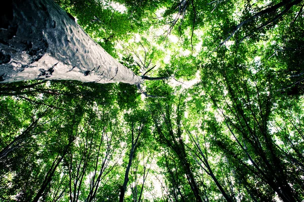 Arbres forestiers nature bois vert lumière du soleil milieux — Photo