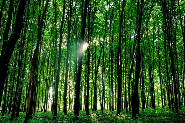 Красивый зеленый лес — стоковое фото