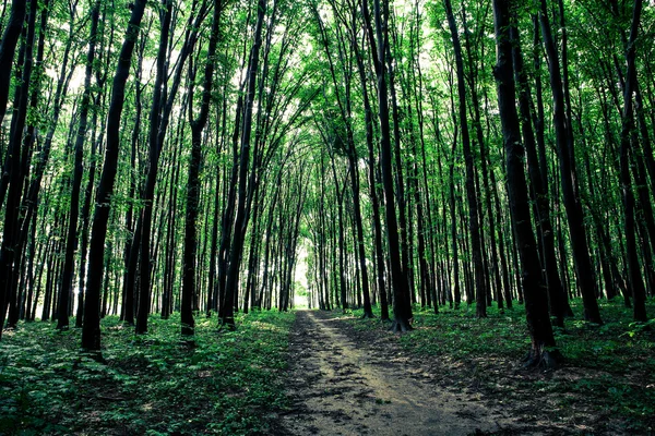 Prachtige groene woud — Stockfoto