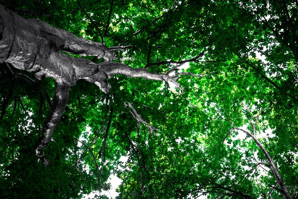 緑の木漏れ日の背景 — ストック写真