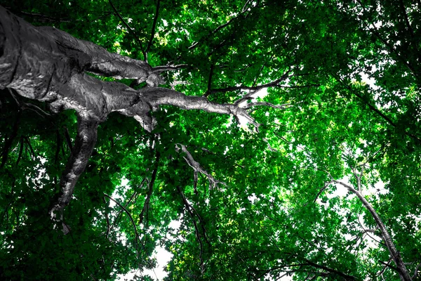 Natuur groen hout zonlicht achtergronden — Stockfoto