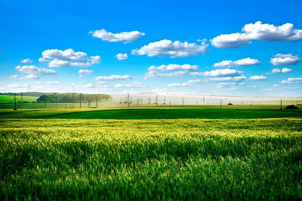 Piękna wiosna pole z błękitnego nieba — Zdjęcie stockowe
