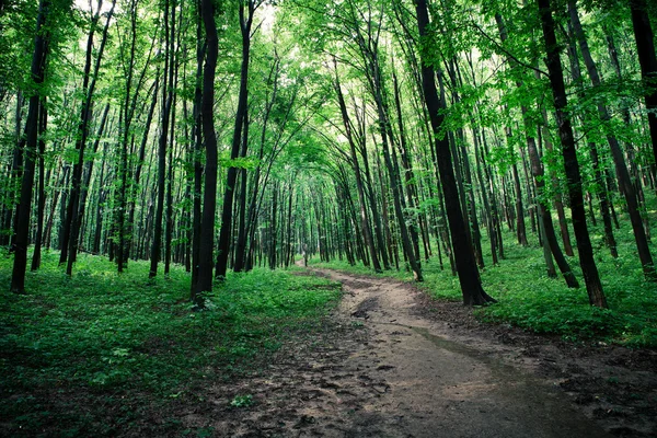 Belle forêt verte — Photo