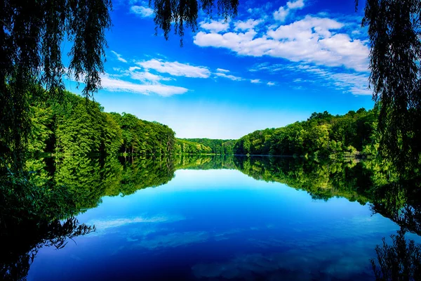 Belle forêt verte — Photo