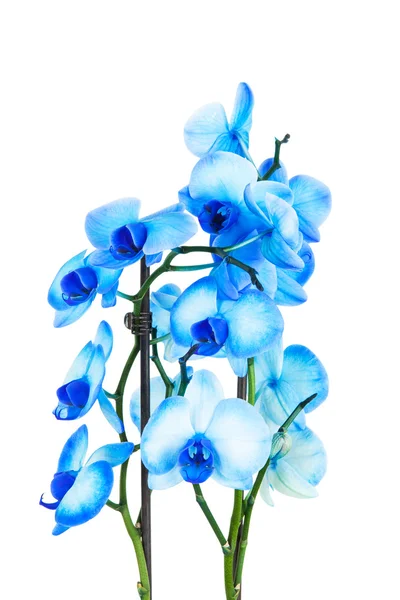 Orchidea blu su bianco — Foto Stock