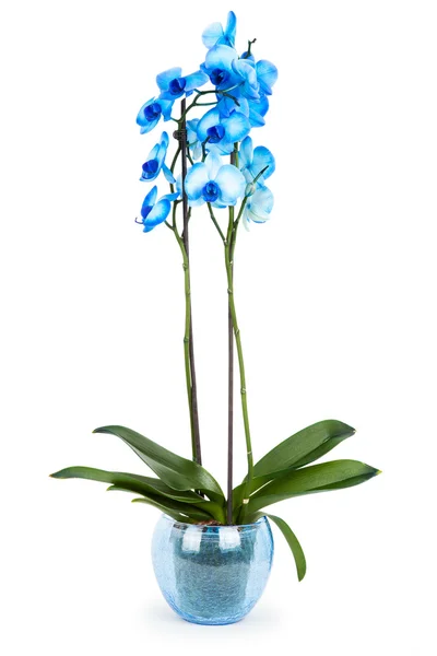 Blue orchid on white — Stock Photo, Image