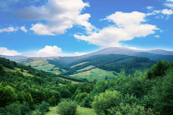 Floresta de pinheiro — Fotografia de Stock