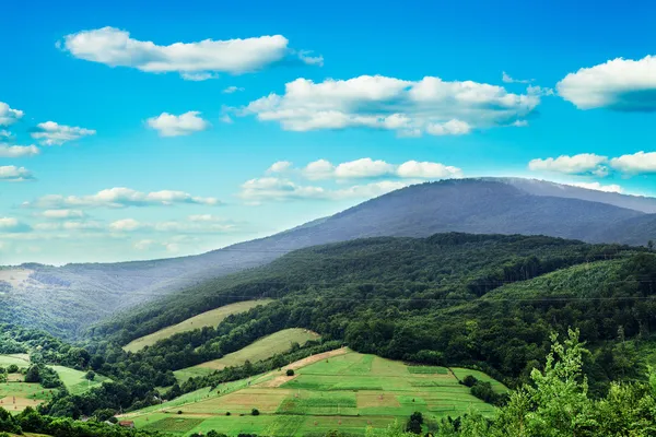 Çam ağacı orman — Stok fotoğraf