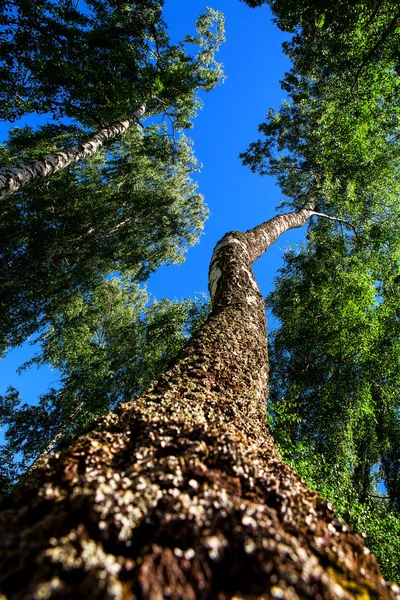 Natura verde legno sunlight sfondi — Foto Stock
