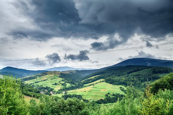 Dennenbos — Stockfoto