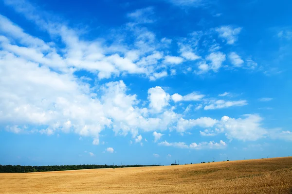 Weizenfeld — Stockfoto