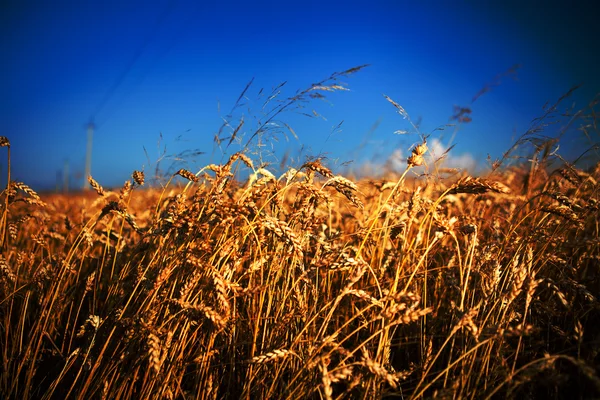 Campo de trigo — Fotografia de Stock