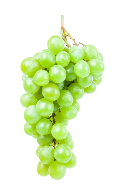 Vine isolated on a white background — Stock Photo, Image