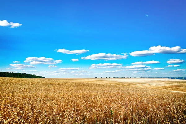 Pšeničné pole a modrá obloha s mraky — Stock fotografie