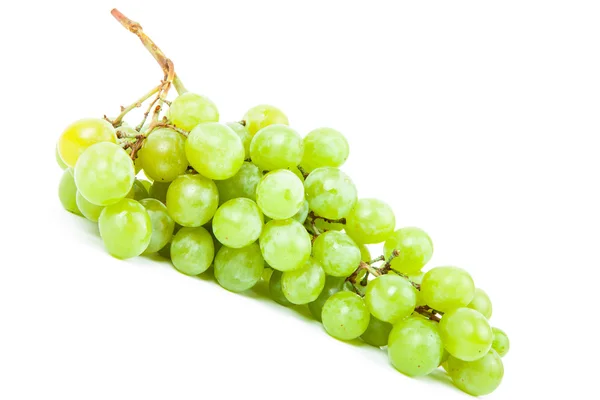 Vine isolated on a white background — Stock Photo, Image