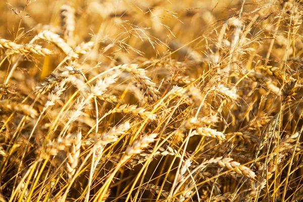 Campo di grano — Foto Stock