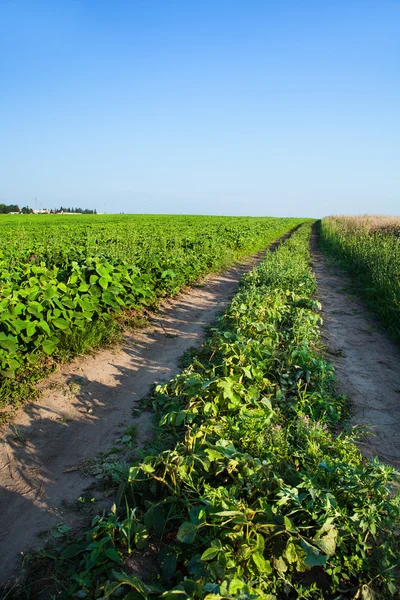 Bellissimo campo primaverile con il cielo blu — Foto Stock