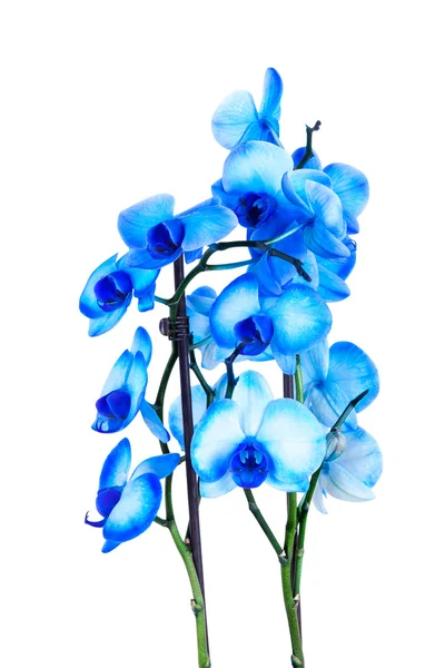 Orchidea blu su bianco — Foto Stock