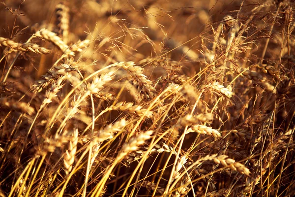 Primo piano di grano dorato — Foto Stock