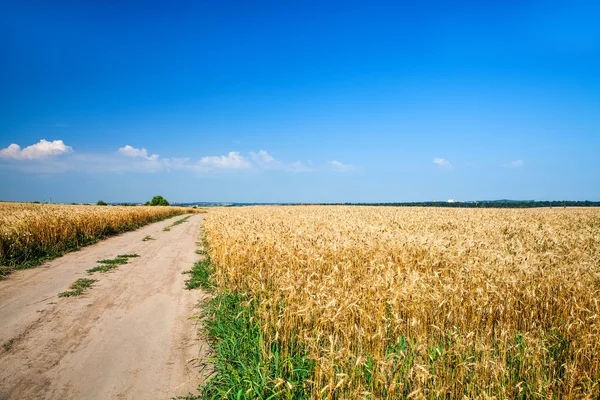 Vetefält — Stockfoto