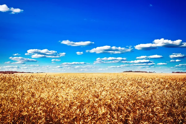 หญ้าสีเขียวใต้ท้องฟ้าสีฟ้า — ภาพถ่ายสต็อก