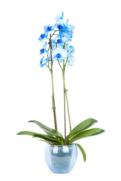 Kék orchidea, fehér — Stock Fotó