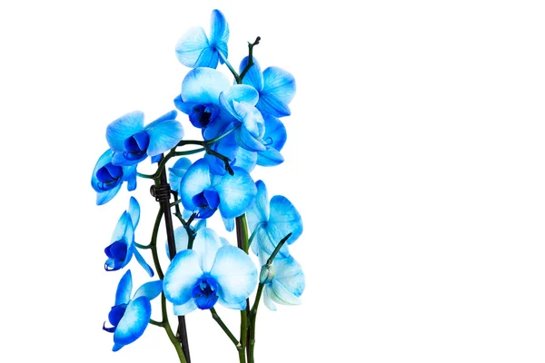 Kék orchidea, fehér — Stock Fotó