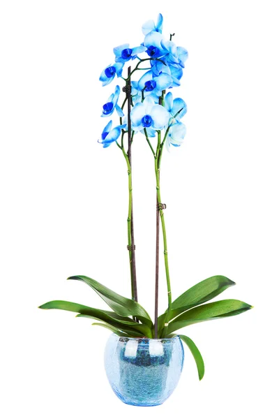 Blue orchid on white — Stock Photo, Image