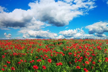 kırmızı gelincik çiçekleri