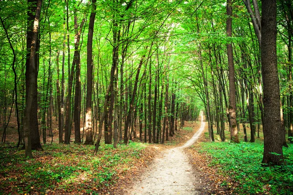 Pfad im grünen Wald — Stockfoto