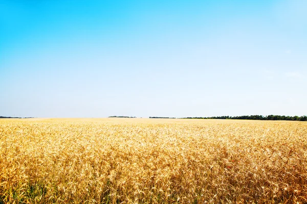 Ladang gandum — Stok Foto