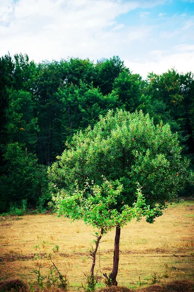 Grüner Baum — Stockfoto